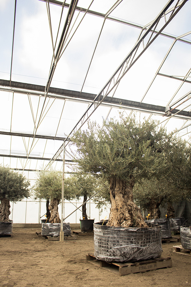 Olivefarmers in Andijk