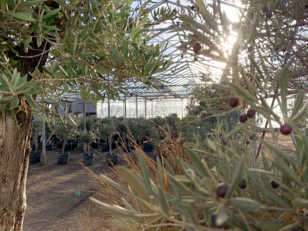 Olive Farmers Olijfbomen rechtstreeks van de kwekerij